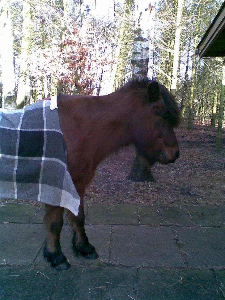 Islænder lettir billede 8