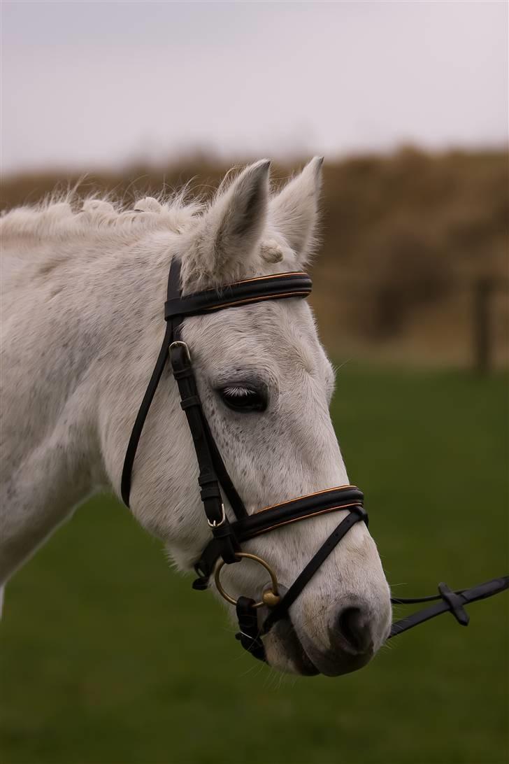 Welsh Cob (sec D) Silvermoon - Velkommen til min smukke´s profil.. Taget af JP-photo billede 1