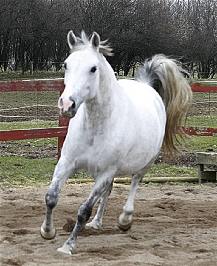 Sportsaraber (A) Rözsi Al Ziyadah solgt - Den lækre dame Rözsi billede 1