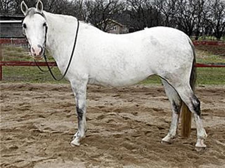 Sportsaraber (A) Rözsi Al Ziyadah solgt - Rözsi venter på sin rytter billede 2