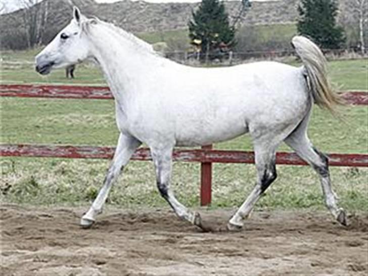 Sportsaraber (A) Rözsi Al Ziyadah solgt - Rözsi fjoller rundt glad billede 3