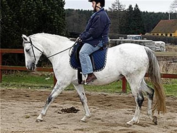 Sportsaraber (A) Rözsi Al Ziyadah solgt - Rözsi med sin gamle ejer jeanette billede 4