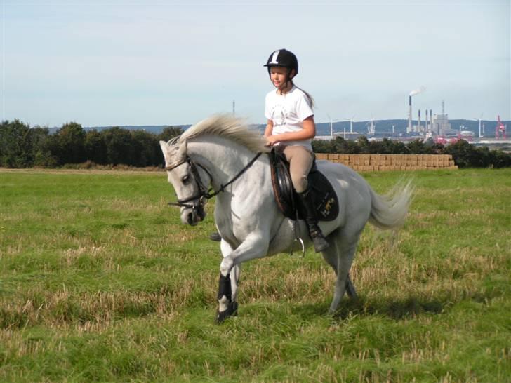 Welsh Cob (sec D) Silvermoon - Der er hun higis men hun er sød ..<3 billede 3