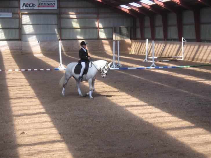 Welsh Cob (sec D) Silvermoon - Til stævne
(Ridelejr 2007) billede 20