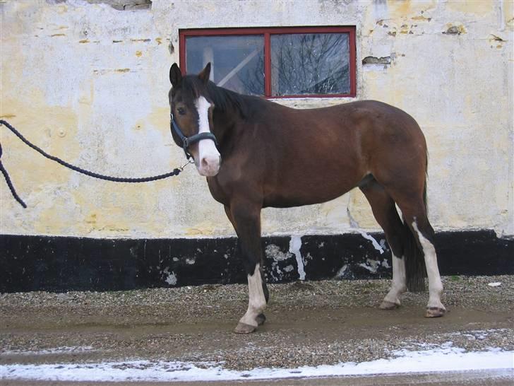 Hannoveraner schang RIP  - ska lige se hvor pæn har er blevet billede 2