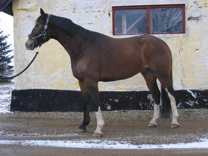 Hannoveraner schang RIP  - har lige fået øje på noget mor  billede 3