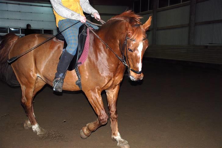 Dansk Varmblod Mister - min dejlige lille hest og jeg træner lidt dressur billede 1