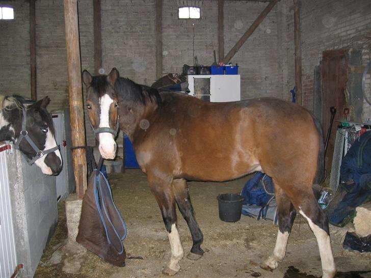 Hannoveraner schang RIP  - min bedste ven og jeg i stalden min bedste ven er hingst ( desvære ik mere og er solgt nu) billede 5