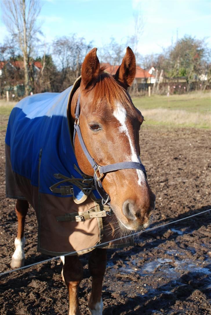 Dansk Varmblod Mister - Mister går på sygefold om vinteren for at forhindre at han bliver halt da den normale fold er meget tung og han ikke er hel ung længere. billede 2