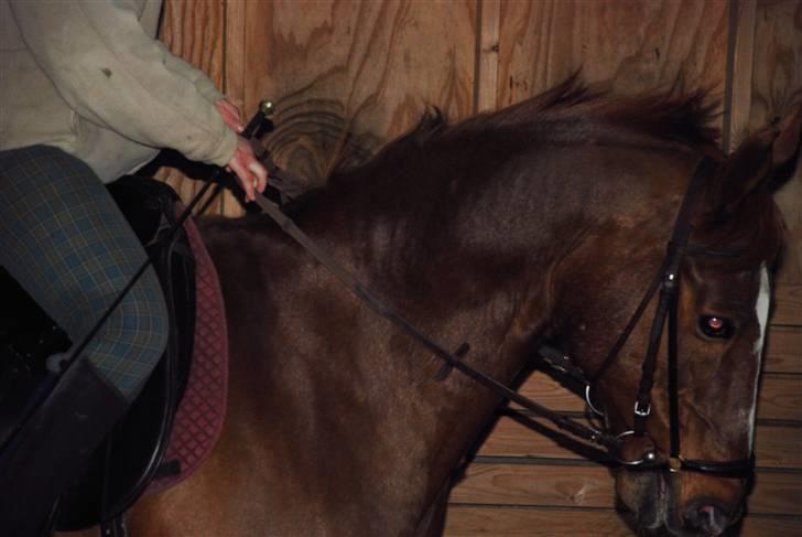 Dansk Varmblod Mister - smuk hals af en hest på snart 21 billede 3