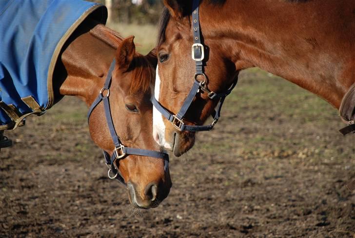 Dansk Varmblod Mister - Mister og Joe bedste venner  billede 4