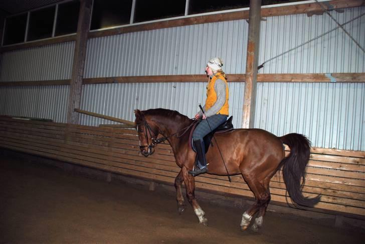 Dansk Varmblod Mister - trænning i hverdagen man kan se hans gode rygarbejde på dette billede billede 5