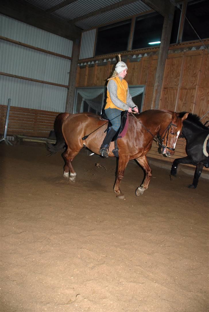 Dansk Varmblod Mister - træning i hverdagen billede 6