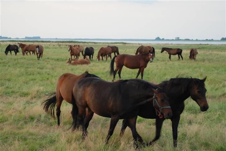 Dansk Varmblod Mister - dette er en af de kæmpe sommerfolde som Mister boltrer sig på fra maj til okt billede 7