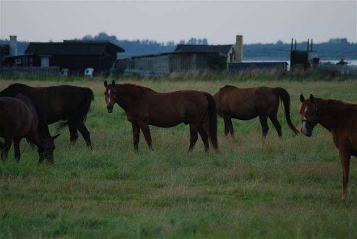 Dansk Varmblod Mister - en veltilpas og tyk hest. billede 8