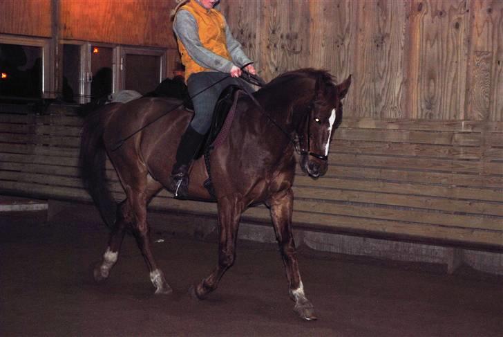 Dansk Varmblod Mister - træning i hverdagen billede 9