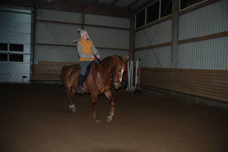 Dansk Varmblod Mister - træning i hverdagen billede 10