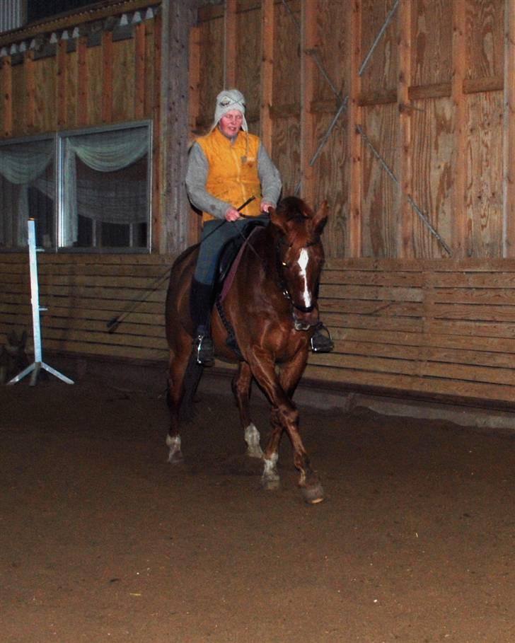 Dansk Varmblod Mister - træning i hverdagen billede 11