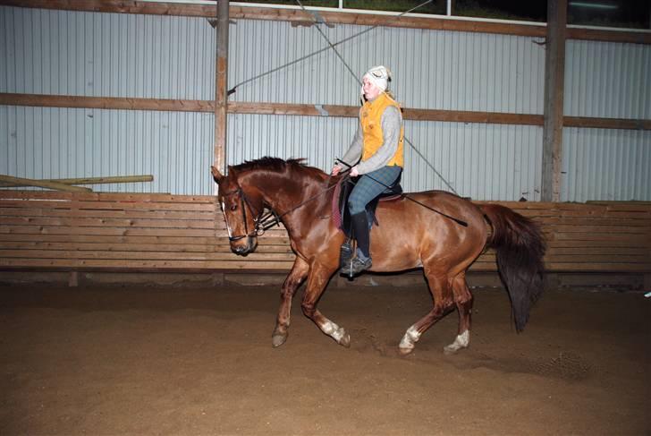 Dansk Varmblod Mister - træning i hverdagen billede 12