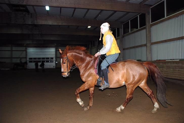 Dansk Varmblod Mister - træning i hverdagen billede 13