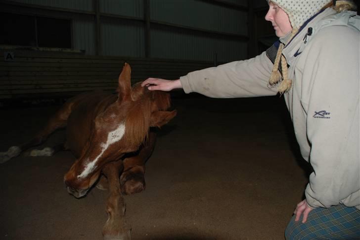 Dansk Varmblod Mister - lidt hygge efter endt ridning billede 14