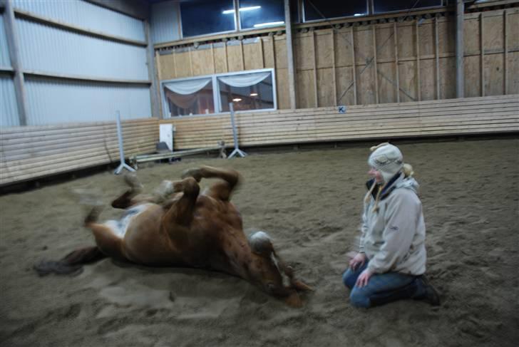 Dansk Varmblod Mister - den dejligste og mest forudsigelige hest mht at rulle sig. billede 15