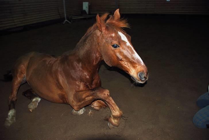 Dansk Varmblod Mister - den er hårdt at komme op. når man lige har rullet i 5 min. billede 16