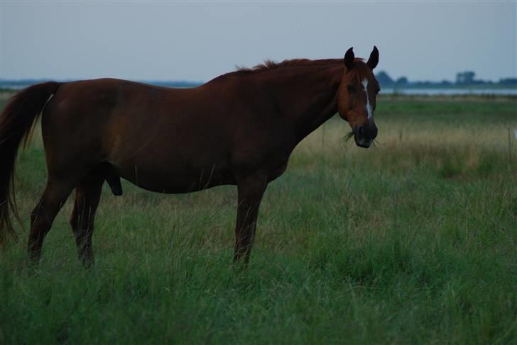 Dansk Varmblod Mister - hvorfor stoppe med, at spise når der bliver taget billeder. billede 17
