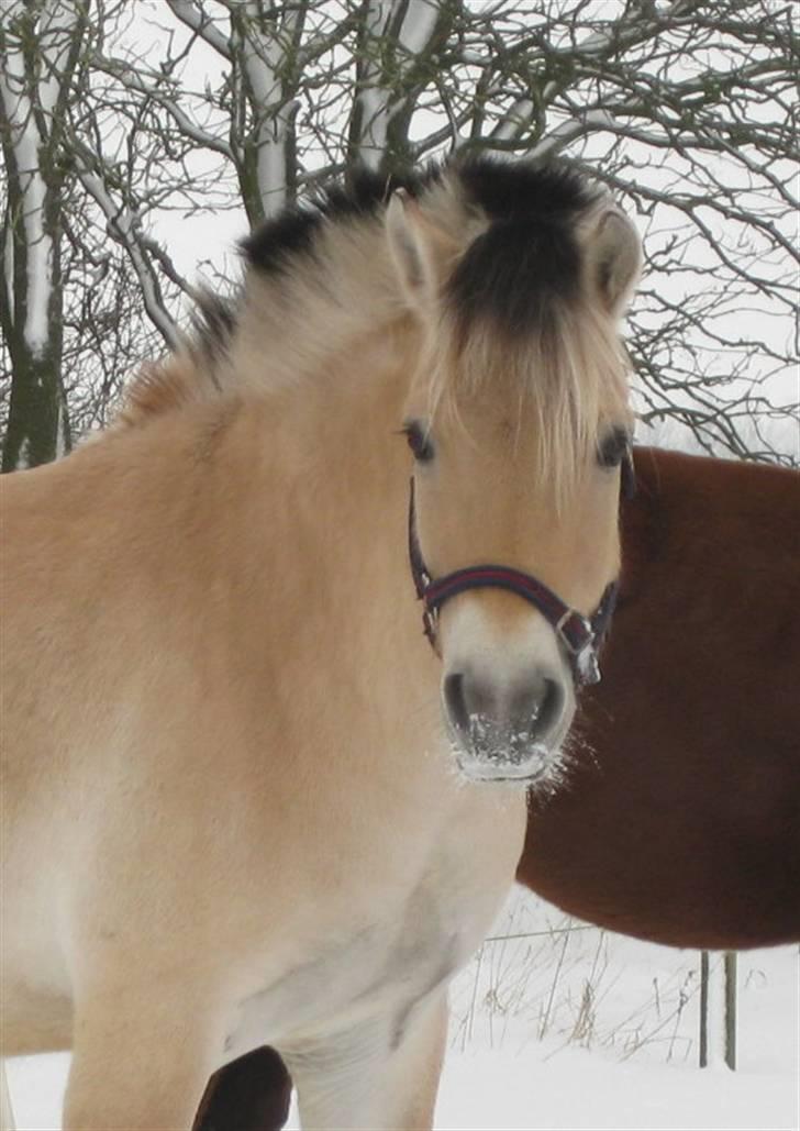 Fjordhest Trinity - Trinity billede 3