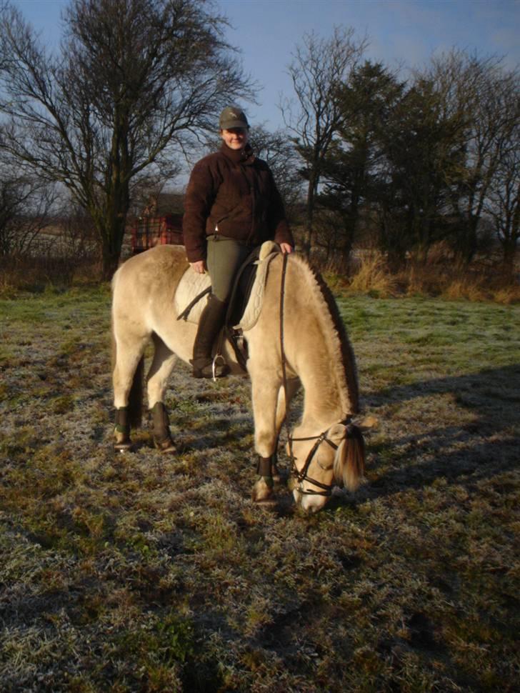 Fjordhest Trinity - Trinity gør det som fjordheste er bedst til :D nemlig at æde hehe billede 2