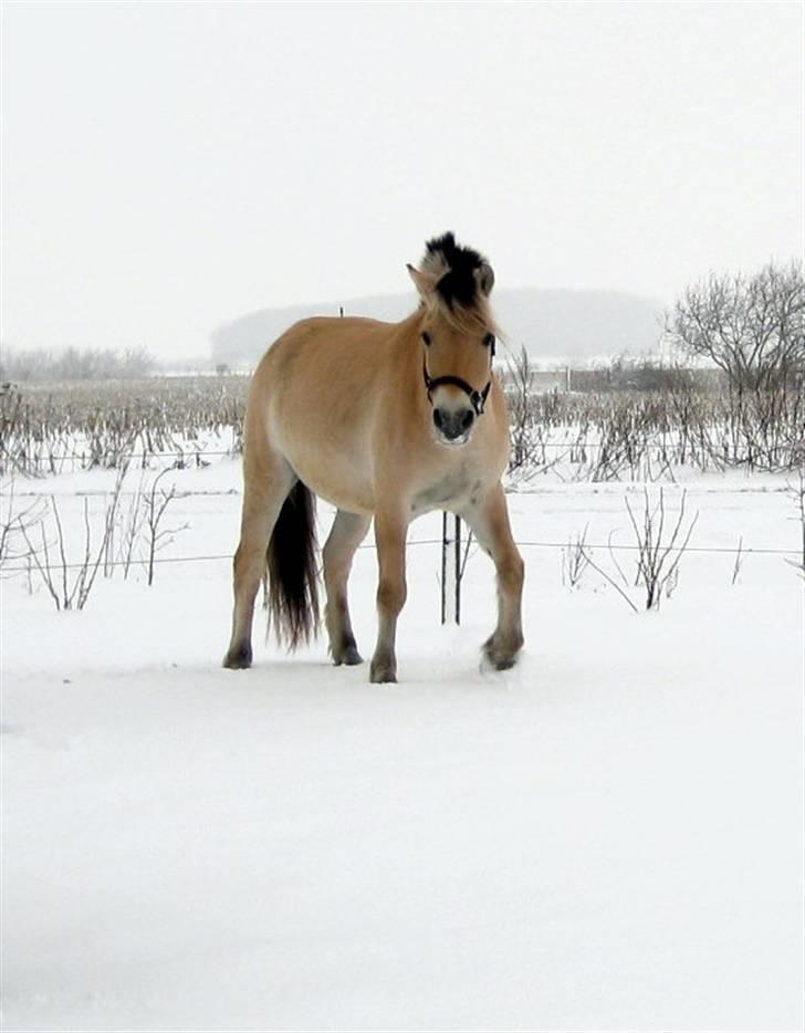Fjordhest Trinity billede 4