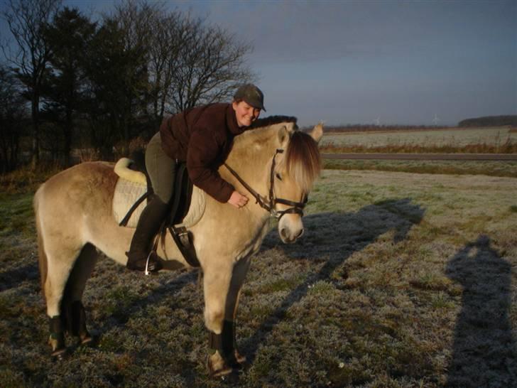 Fjordhest Trinity billede 5