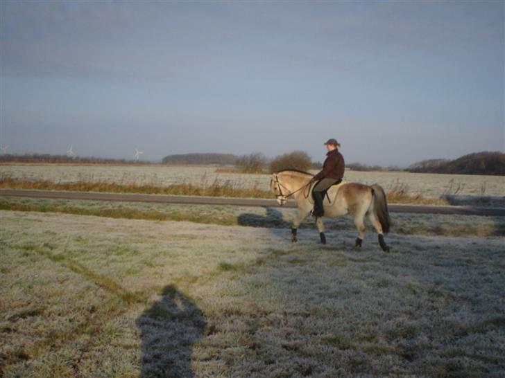 Fjordhest Trinity billede 6