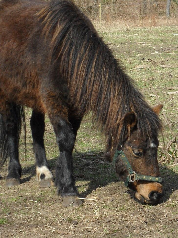 Anden særlig race Mia - Smukke Mia (: billede 8