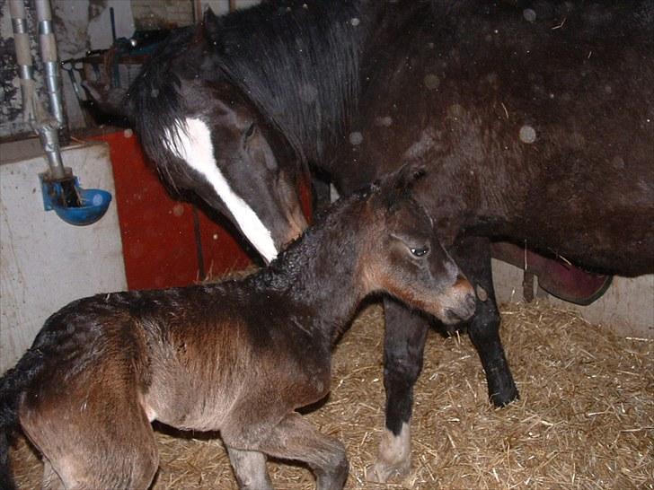 Anden særlig race Minella "Solgt" billede 11