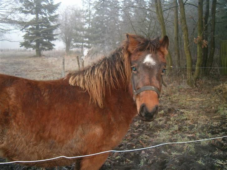 Anden særlig race Mia - Det var dengang vi lade havde fået hende, hun var ikke så ren..  billede 9