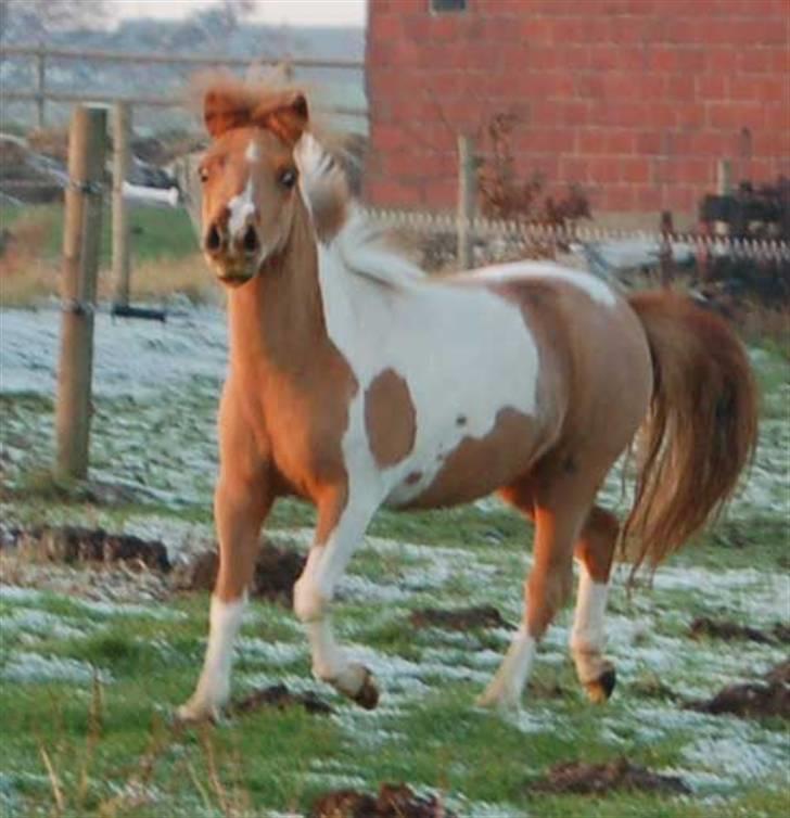 Miniature Egehøj`s Pretty Dam Good  - Hottie December 2007 billede 14