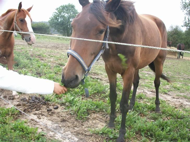 Dansk Varmblod mirador billede 2