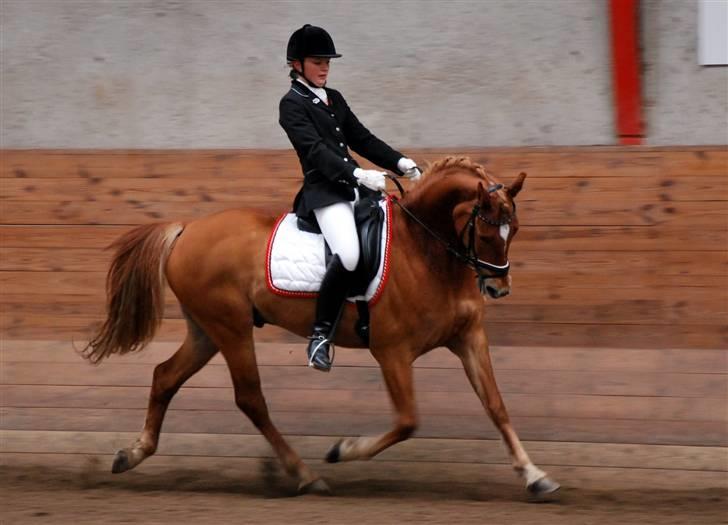 Anden særlig race Mr. Magic B-pony SOLGT - Første PRI d. 5.4 2009 Faxe billede 3