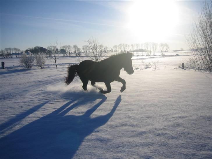 Islænder "¤"assa fra vikærslund"¤" - velkommen til Assa profil.   INGEN AF HENDES BILLEDER MÅ KOPIRES. tak billede 1