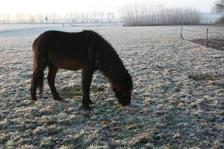 Islænder "¤"assa fra vikærslund"¤" - jeg er flot ikke billede 2