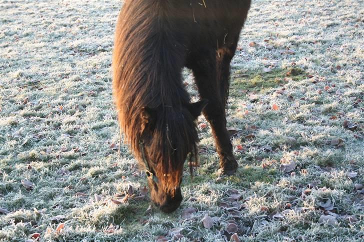 Islænder "¤"assa fra vikærslund"¤" - smukke jeg billede 3
