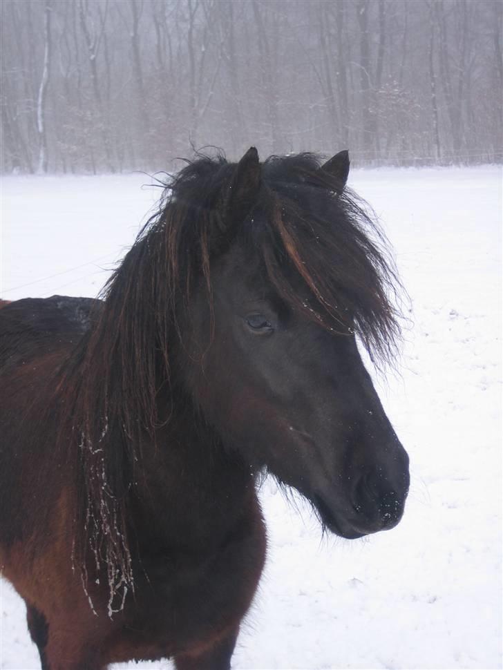 Islænder "¤"assa fra vikærslund"¤" - Nyt: sne, iii det er dejligt... billede 4