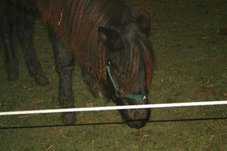 Islænder "¤"assa fra vikærslund"¤" - mit flotte hoved billede 5