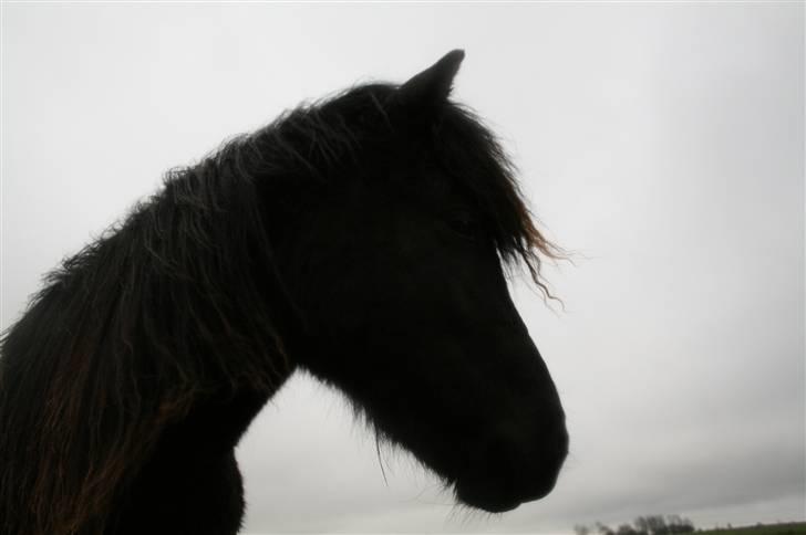 Islænder "¤"assa fra vikærslund"¤" - jeg er smuk.. billede 6