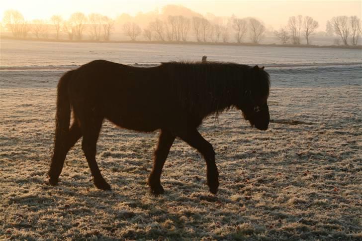 Islænder "¤"assa fra vikærslund"¤" - flotte mig og bagrund billede 7