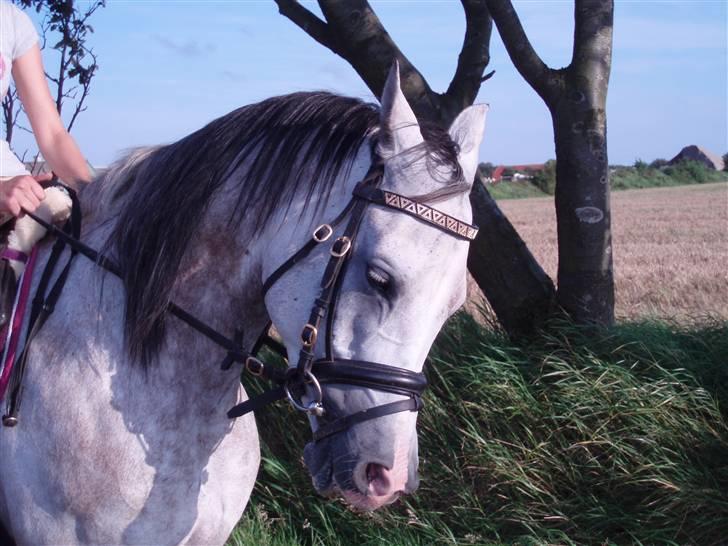 Sportsaraber (A) Zhazir Ibn Malik - Velkommen billede 1