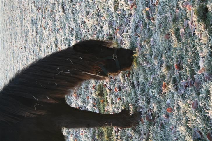 Islænder "¤"assa fra vikærslund"¤" - jeg vender lidt på hovedt men jeg er da lige køn ikk billede 8