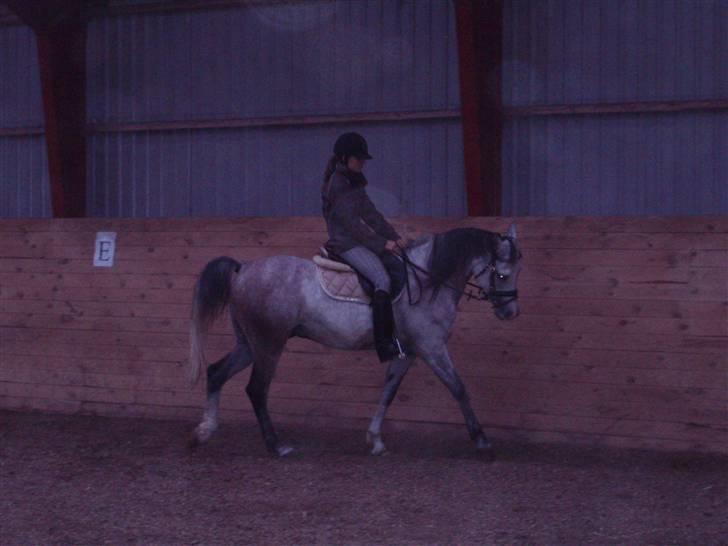 Sportsaraber (A) Zhazir Ibn Malik - Første gang jeg red ham :) billede 4