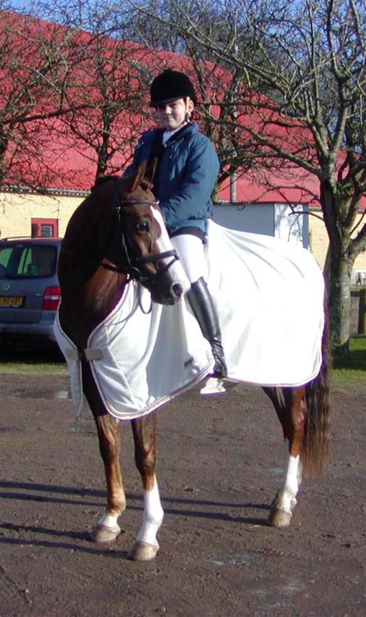 DSP Møgelholts Jambo SOLGT - bamse i nr. åby billede 8